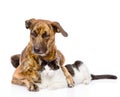 Large dog and cat lying together. isolated on white background Royalty Free Stock Photo