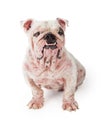 Large Dog With Demodectic Mange Sitting Royalty Free Stock Photo