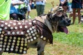 Large Dog Dressed Like Roman Centurion