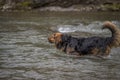 Large dog drinking from a river Royalty Free Stock Photo
