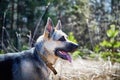 A large dog, the East-European Shepherd, is in nature on a sunny spring, autumn, or summer day. A German Shepherd is Royalty Free Stock Photo