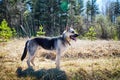 A large dog, the East-European Shepherd, is in nature on a sunny spring, autumn, or summer day. A German Shepherd is Royalty Free Stock Photo