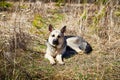 A large dog, the East-European Shepherd, is in nature on a sunny spring, autumn, or summer day. A German Shepherd is Royalty Free Stock Photo