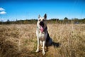 A large dog, the East-European Shepherd, is in nature on a sunny spring, autumn, or summer day. A German Shepherd is Royalty Free Stock Photo