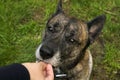 Large dog gentilly taking treat from owner