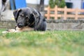 A large dog lies on the lawn with a devoted look