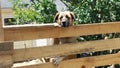 Large dog looking over fence Royalty Free Stock Photo