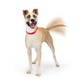 Happy Excited Dog Smiling Wagging Tail Royalty Free Stock Photo