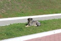 a large dog is lying on the green grass near the road