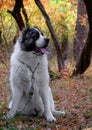 A large dog, male, Central Asian Shepherd Dog Alabai, white, sits in a forest