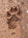 Large dog paw print with carpal pad and claws in dirt track
