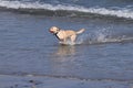 Large dog playing in the sea Royalty Free Stock Photo