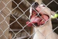 A large dog of the race pitbull behind a high metal fence