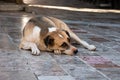 Large dog resting outside on the pavement