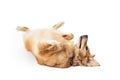 Large Dog Rolled Over on Back Royalty Free Stock Photo