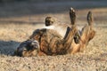 Large Dog rolling in grass, happy and content Royalty Free Stock Photo