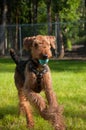 Large dog running with blue ball in mouth