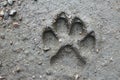 Large dog`s footprint