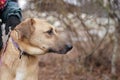 A large dog in a shelter looks away with a depressed mood