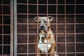 A large dog sits in the aviary Royalty Free Stock Photo