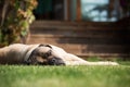 Large dog sleeping in grass in front of house entrance