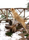 A large dog and a small grey-white cat are watching from the wooden bench and snow, a symbol of care and friendship