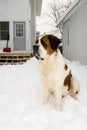 Large Dog in a Snowy Backyard