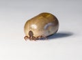 Large dog tick Royalty Free Stock Photo