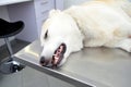 Large dog under anaesthesia