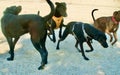 4 large dogs running Royalty Free Stock Photo