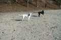 Two dogs, one black, the other white, stand and stare over their shoulders