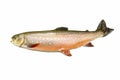 Large Dolly Varden Trout in Spawning Colors Royalty Free Stock Photo