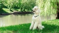 A large domestic dog with a collar sits on a lawn outdoors. A white king poodle sits in profile waiting to be trained. A carefully Royalty Free Stock Photo