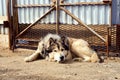 A large domestic guard dog lies quietly at the gate basking in the sun