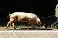 Large domestic pig being walked along the road to the farm