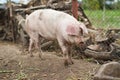 Large domestic pig farming Royalty Free Stock Photo