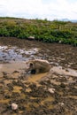 A large domestic pig takes baths in a swamp on a hot day. A family of little piglets in the background. High mountain lake Georgia Royalty Free Stock Photo