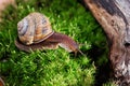 Large domestic snail, unusual pets . Keeping snails at home. Close-up