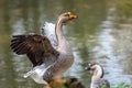 A large domestic swan goose