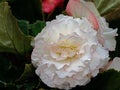 Large double begonia flowers close-up