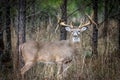 Large double drop buck