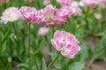 a large double pink blooming Tulip on a garden bed on a Sunny spring day.Flower desktop Wallpaper.Fluffy Pink Petal Royalty Free Stock Photo