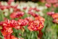 a large double red blooming Tulip on a garden bed on a Sunny spring day.Flower desktop Wallpaper.Fluffy Pink Petal Tulip Royalty Free Stock Photo