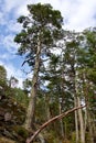 Large Douglas Fir tree grows on steep rocky bluff of East Sooke Park Royalty Free Stock Photo