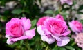 Large Dowager's roses in the foreground with a background of other pink roses Royalty Free Stock Photo