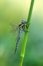 Large dragonfly on a blade of grass dries its wings from dew Royalty Free Stock Photo