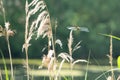 large dragonfly Large blue arrow Orthetrum concellatum flies between reeds