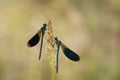 Large dragonfly dragonfly sitting on the grass at dawn in the meadow dew