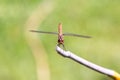 Front view at a large dragonfly sitting at the end of a stick