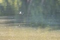 Large dragonfly flies over the calm waters of a lake